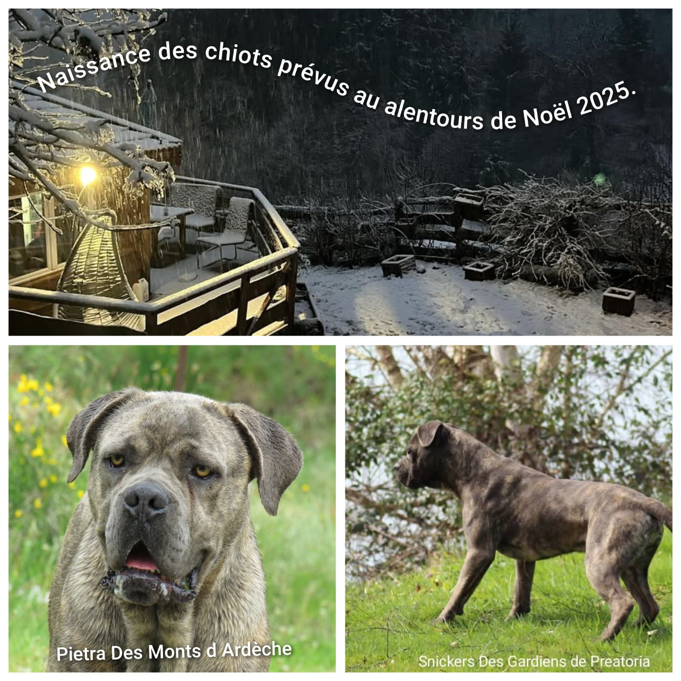 Naissance des chiots prévus au alentours de Noël 2025
