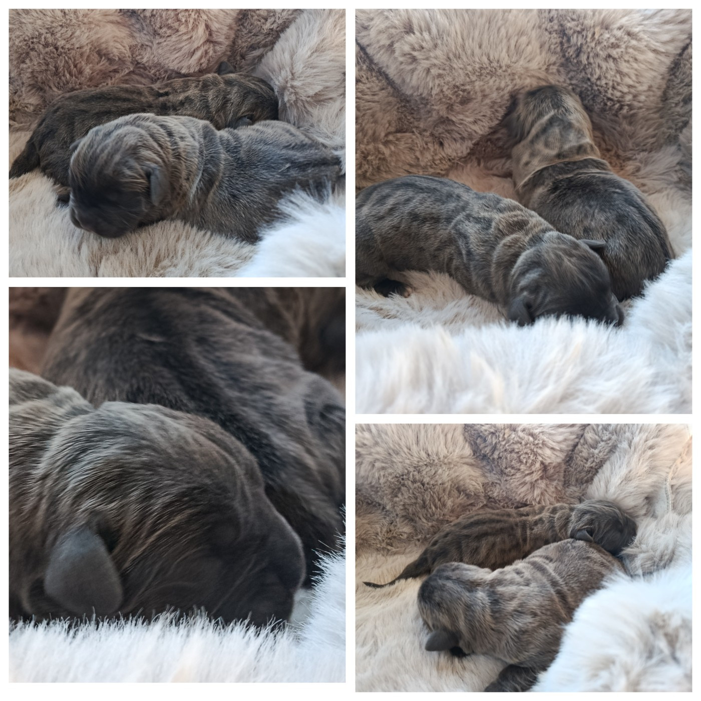 Deux femelles sont disponibles à la réservation