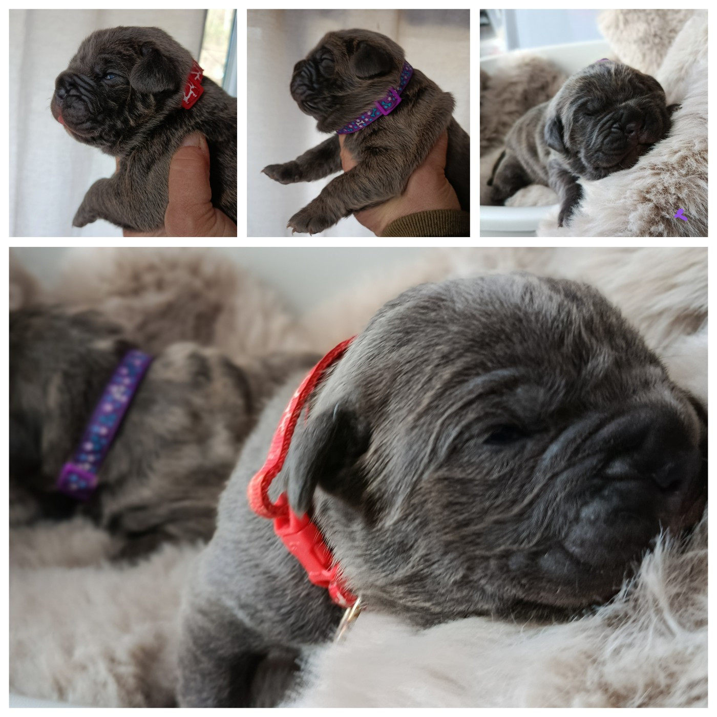 Disponible a la réservation