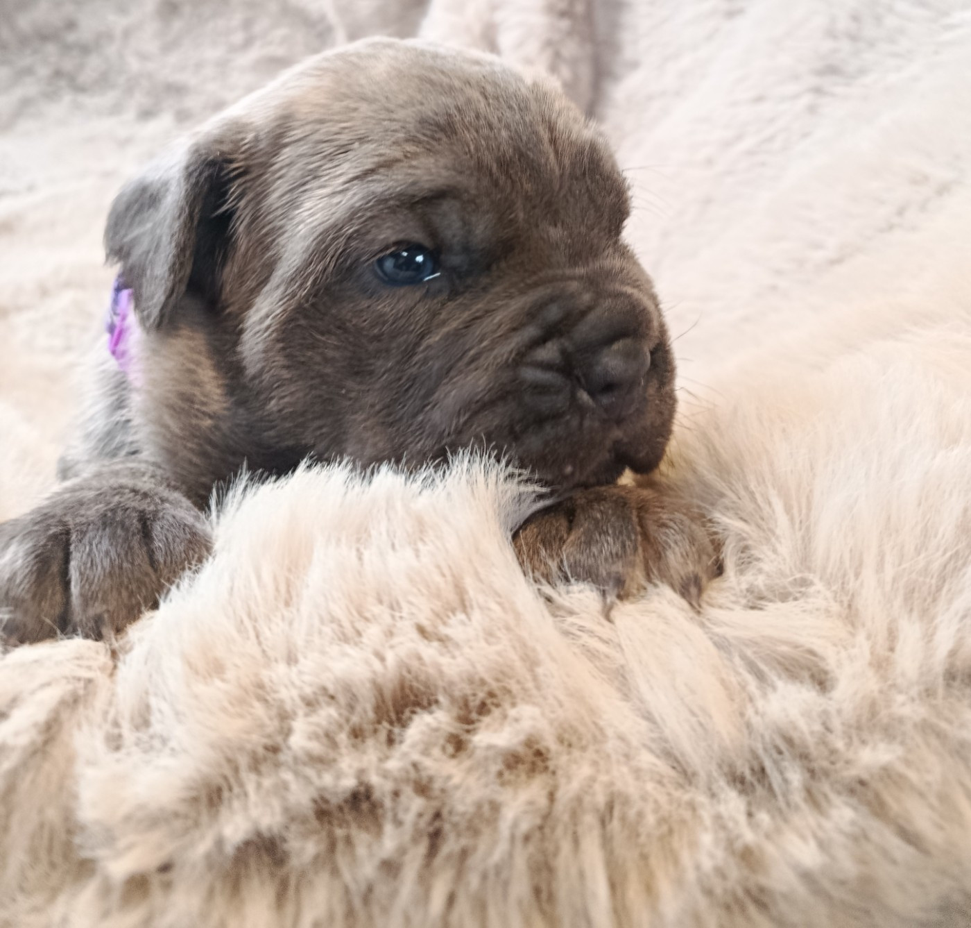 Magnifique femelle disponible à la réservation