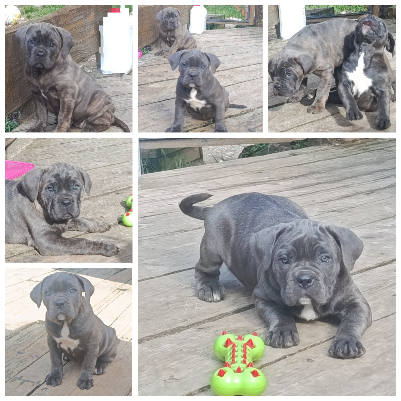 Magnifique femelles disponible fin février 2026