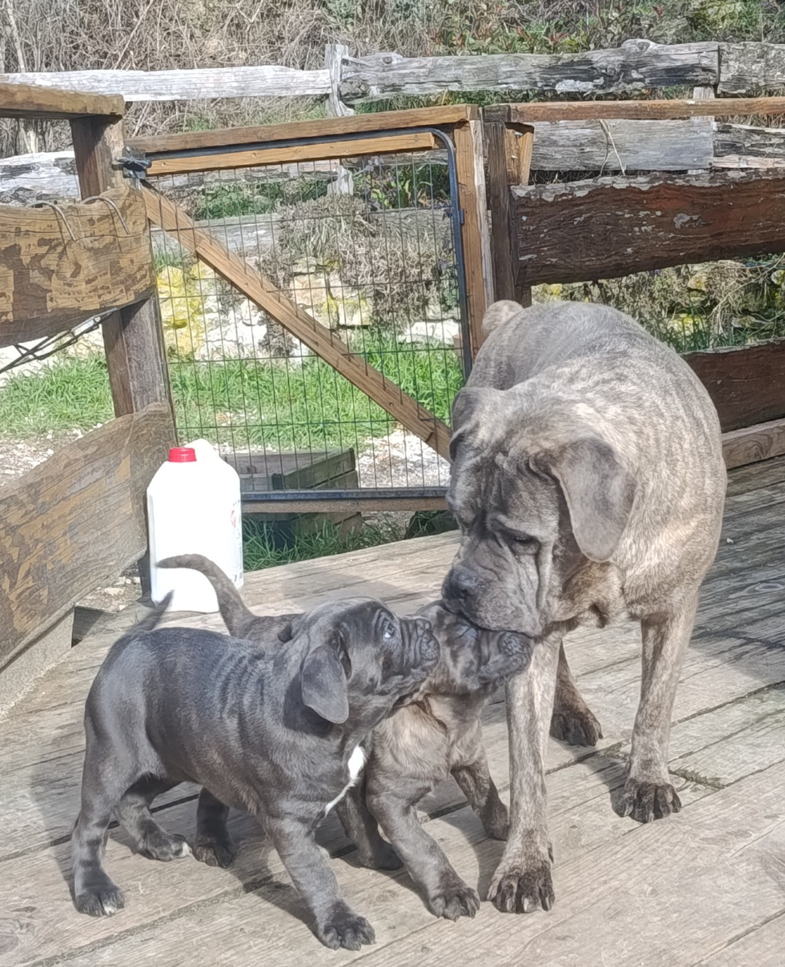 Magnifique femelles disponible fin février 26