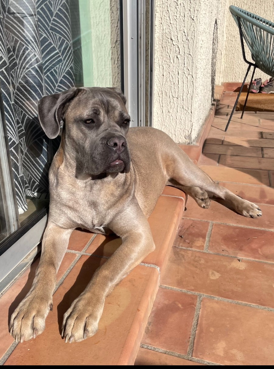 Magnifique femelle froment masque gris