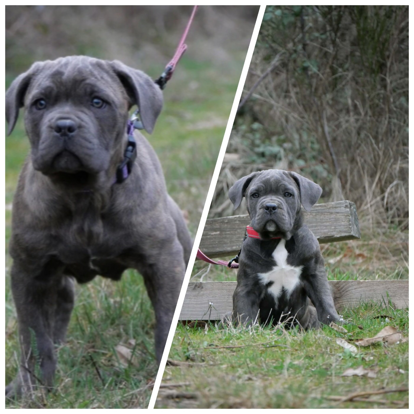 Nouveaux mariage attendu ce printemps 2026