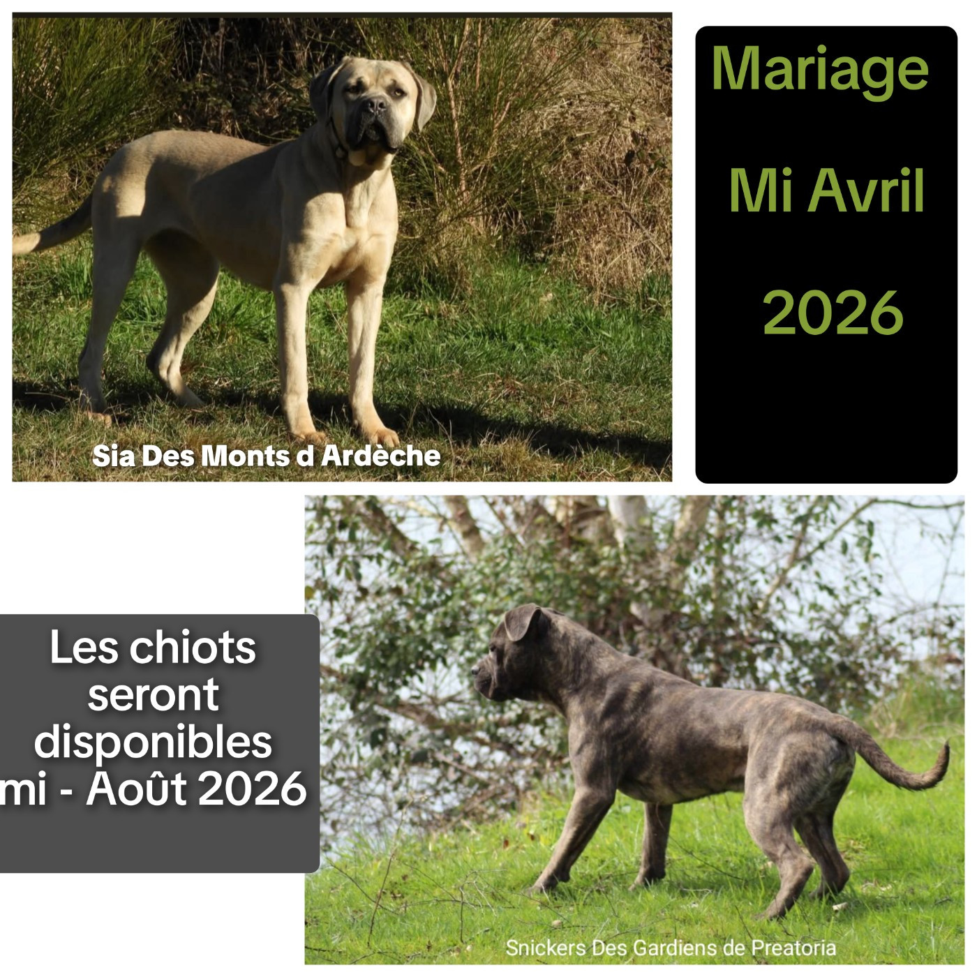 Dans l attente de confirmation de gestation