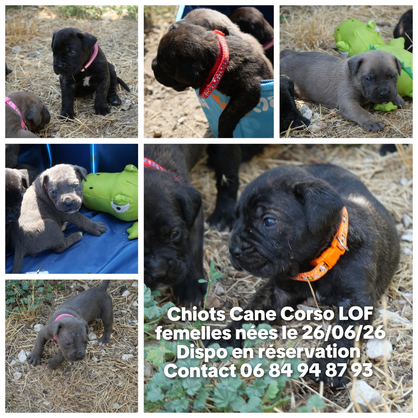 Les chiots femelles nées le 26 juin 26