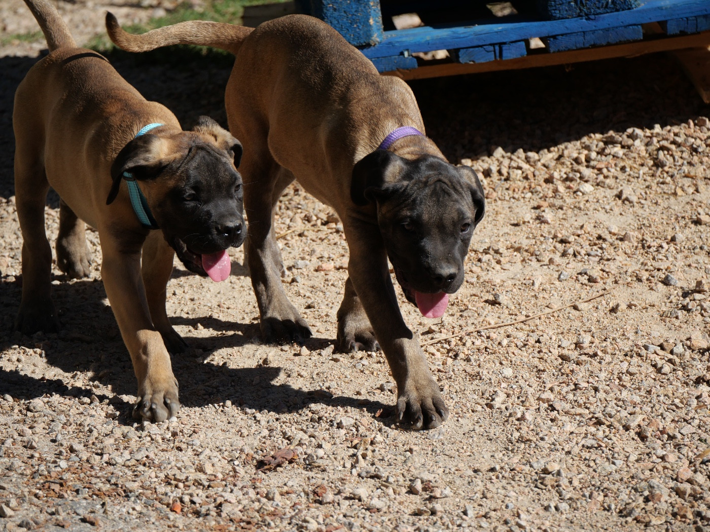 BOB & BACCO DES MONTAGNES ARDECHOISE SONT DISPONIBLE DE SUITE