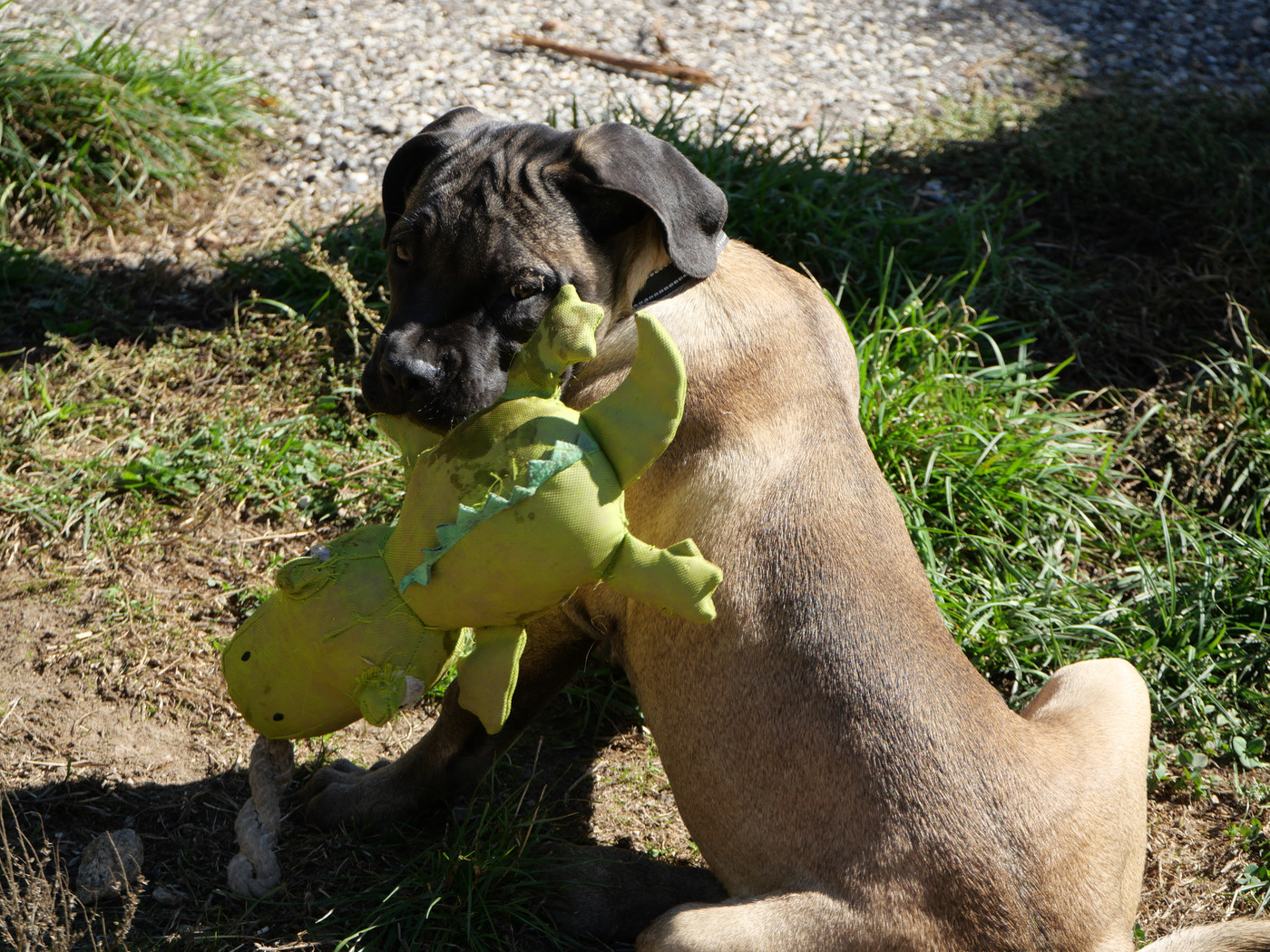 Dernier mâle disponible Bacco Des Montagnes Ardèchoise