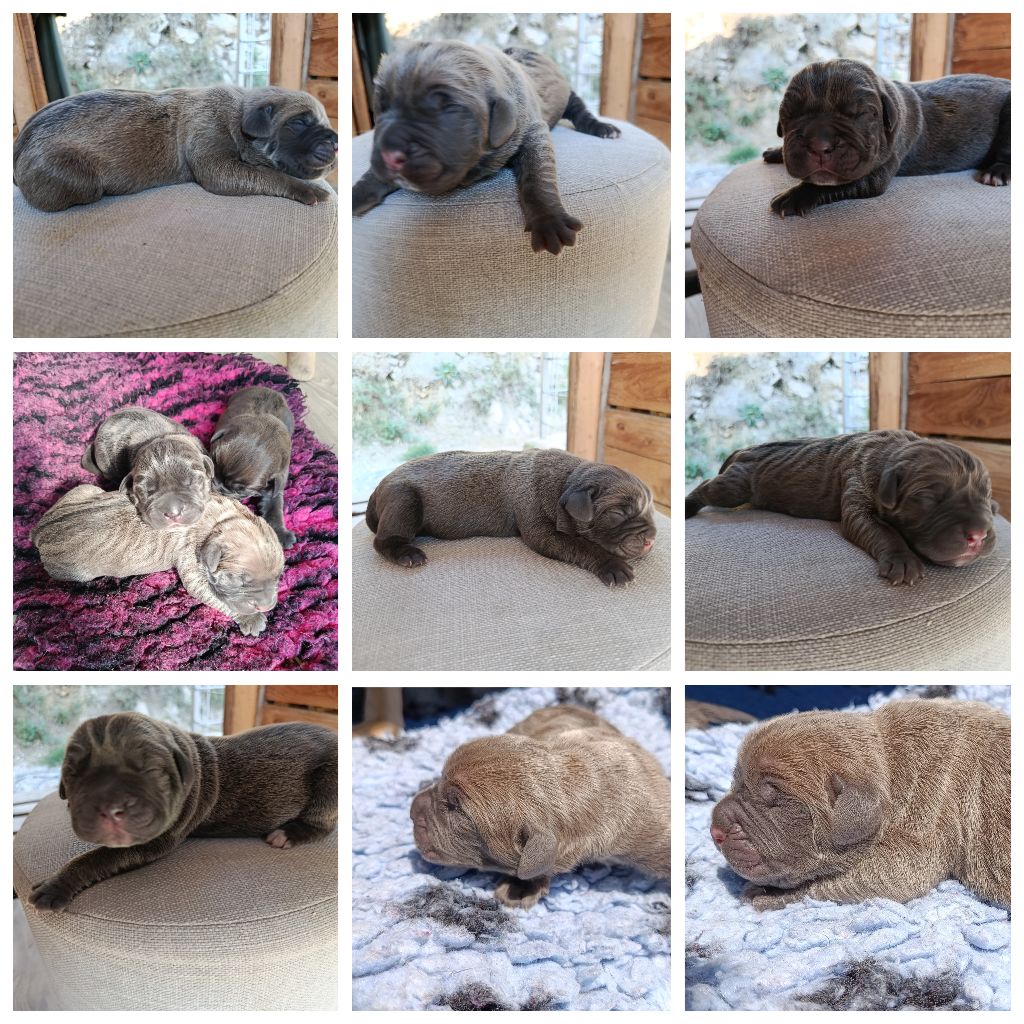 Naissance des chiots de Sia Des Monts d'Ardèche 