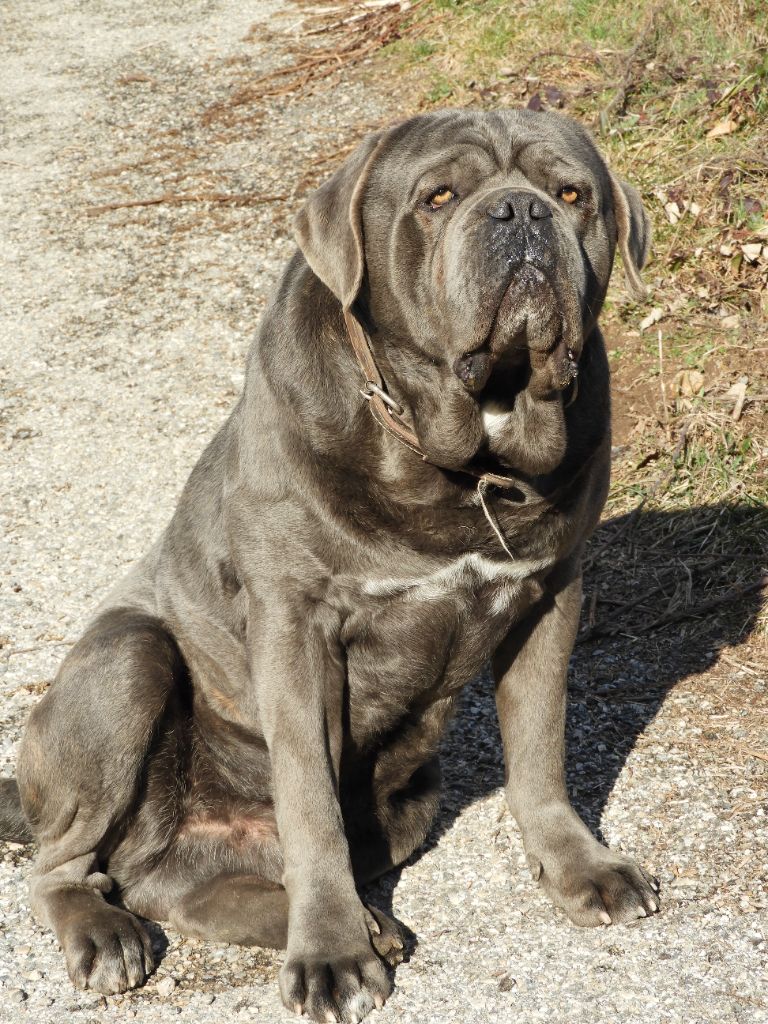 Des Montagnes Ardèchoise - Mister T Des Monts D'Ardèche 