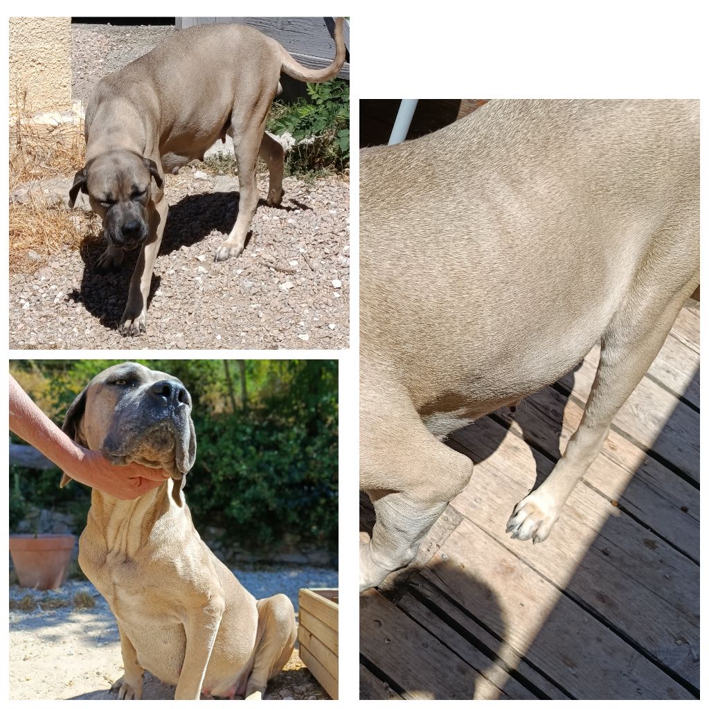 Des Montagnes Ardèchoise - Naissance des chiots J +15
