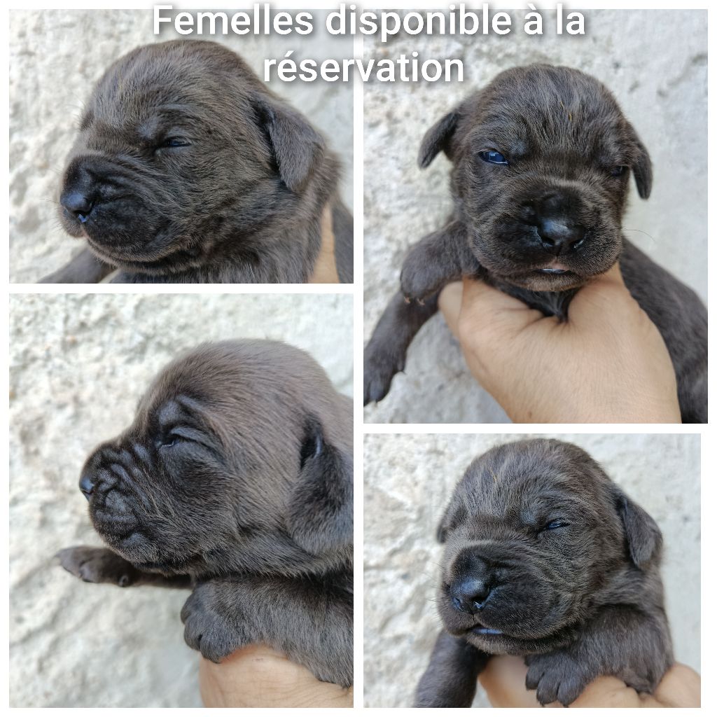Chiots Femelles disponible à la réservation 