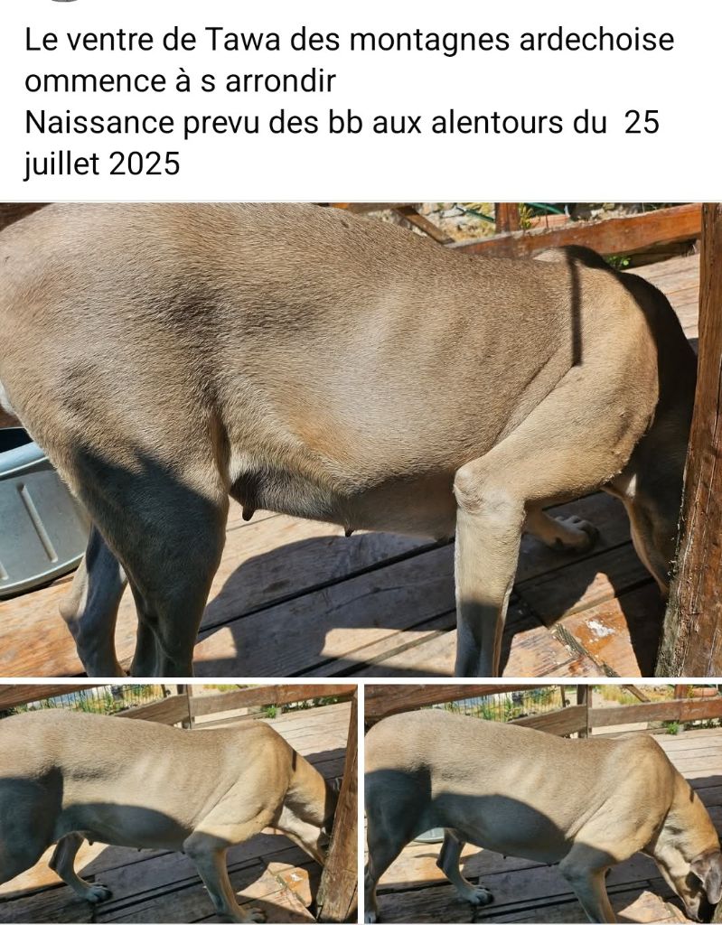 Tawa des montagnes ardechoise 