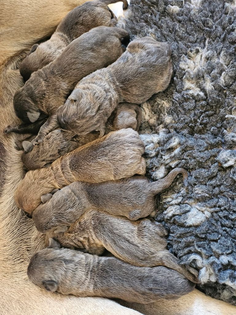 Des Montagnes Ardèchoise - Les bébés de Tawa Des Montagnes Ardèchoise 