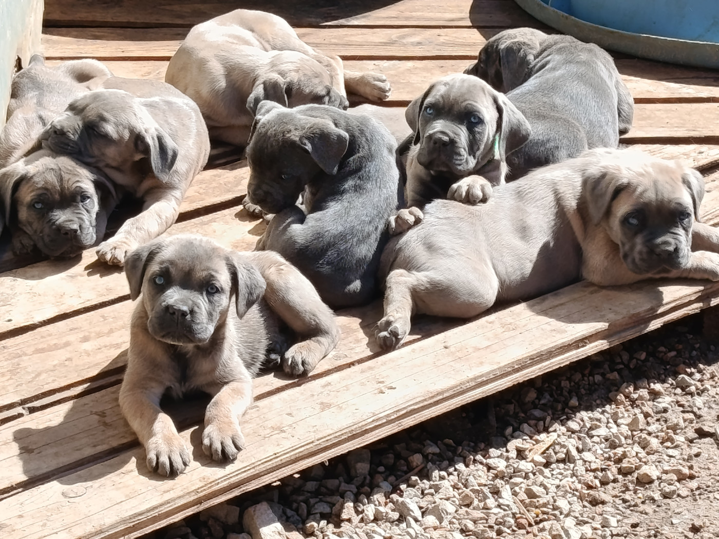 Chiots nés en 2025