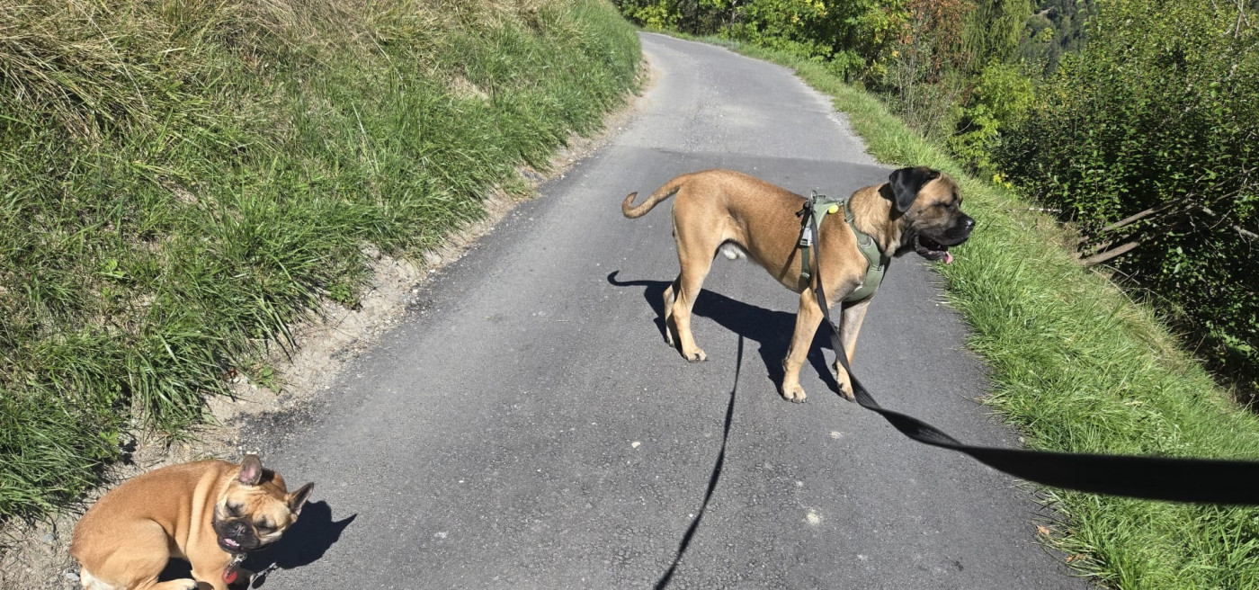 Chiots nes le 29/09/ 2024