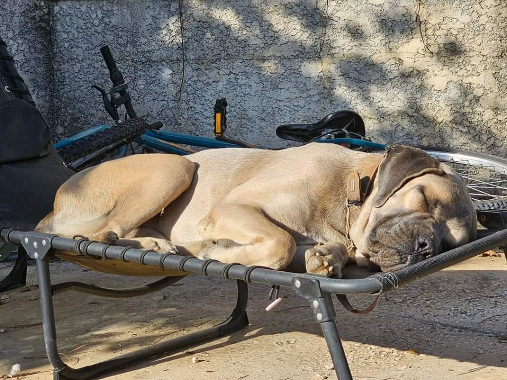 Chiots nes chez nous 