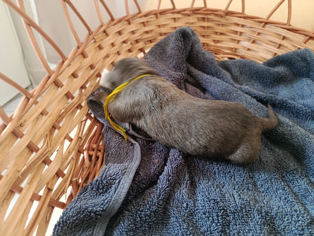 Des Montagnes Ardèchoise - Chiots disponibles - Cane Corso