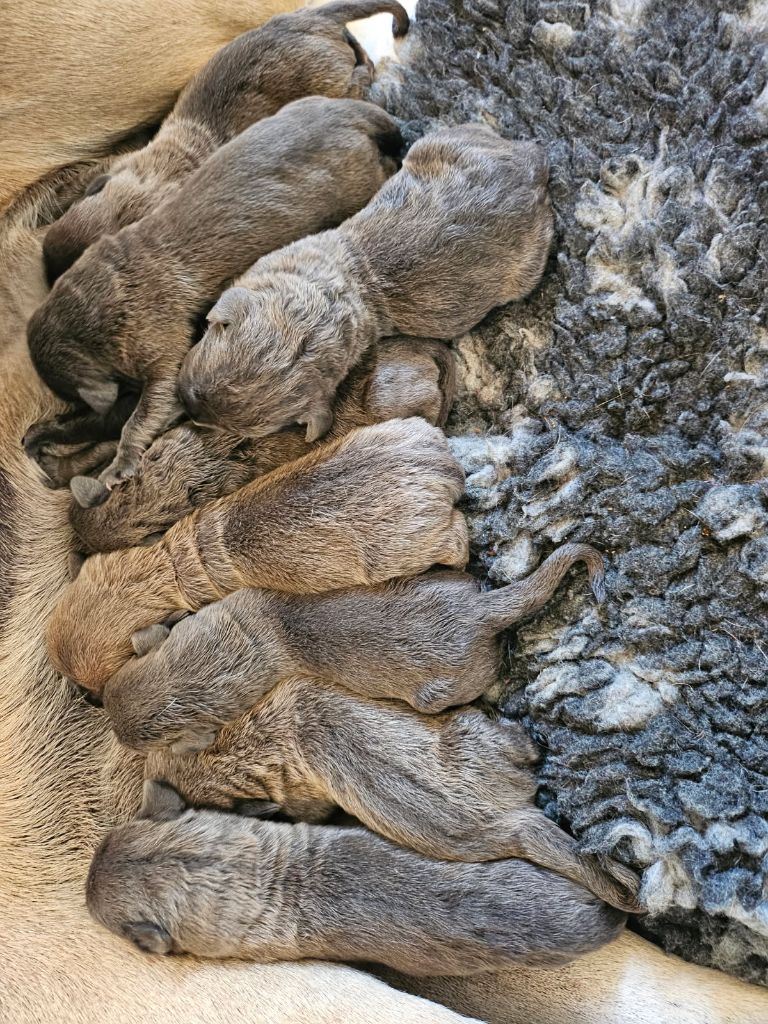 Chiot Cane Corso Des Montagnes Ardèchoise