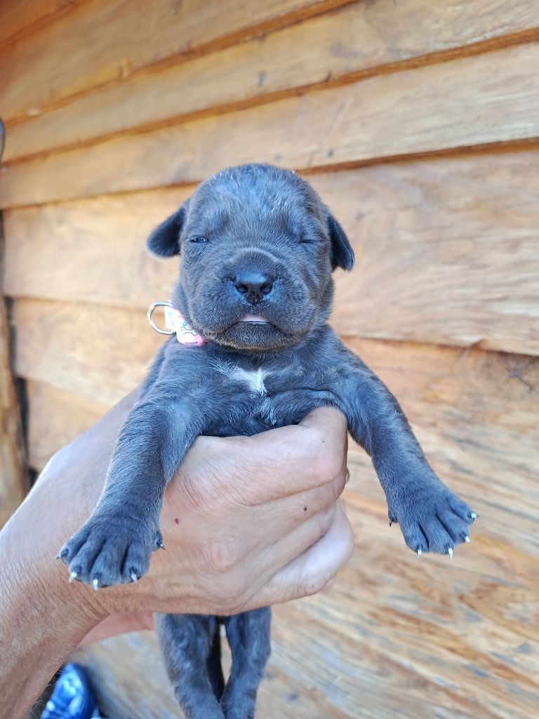 Des Montagnes Ardèchoise - Chiots disponibles - Cane Corso