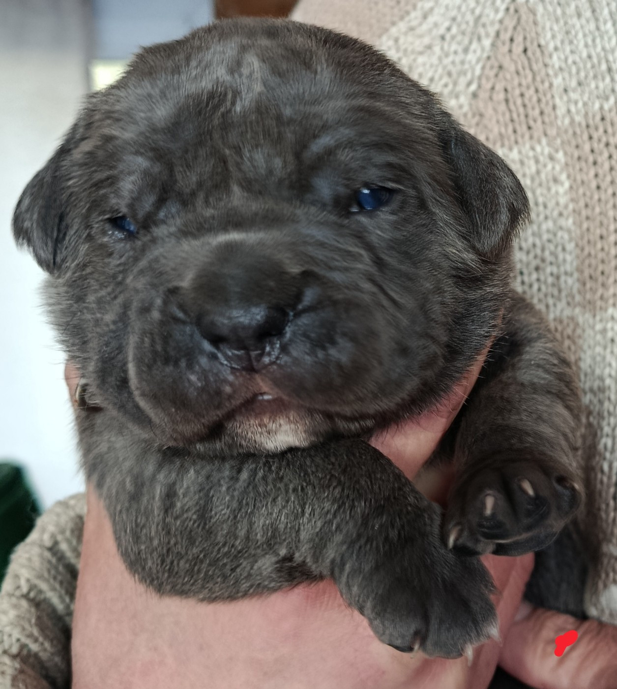 Des Montagnes Ardèchoise - Chiots disponibles - Cane Corso