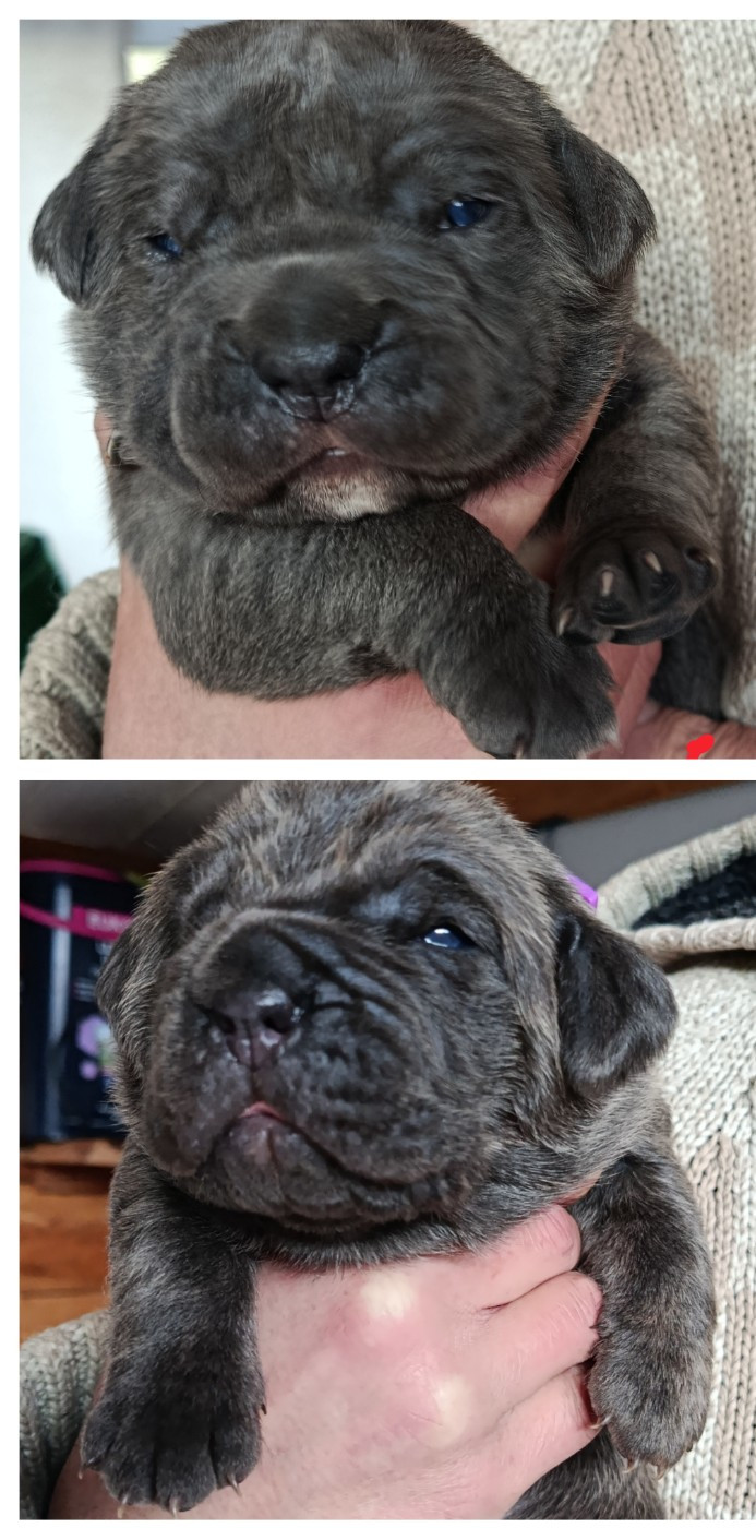 Des Montagnes Ardèchoise - Cane Corso - Portée née le 29/12/2025