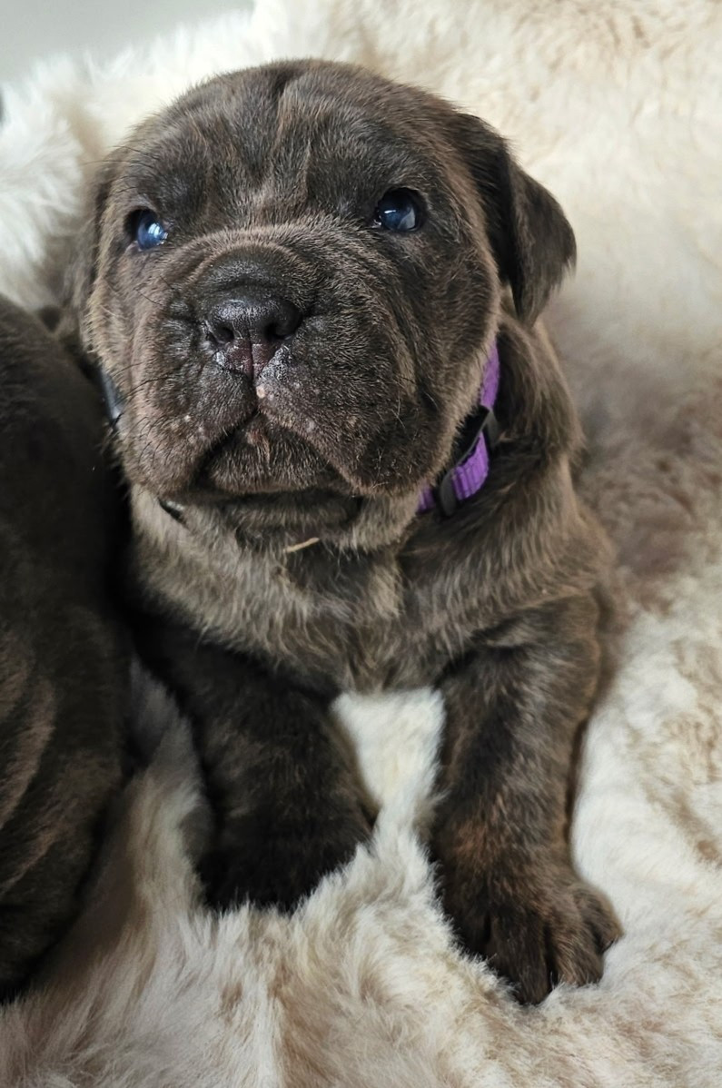 Des Montagnes Ardèchoise - Chiots disponibles - Cane Corso