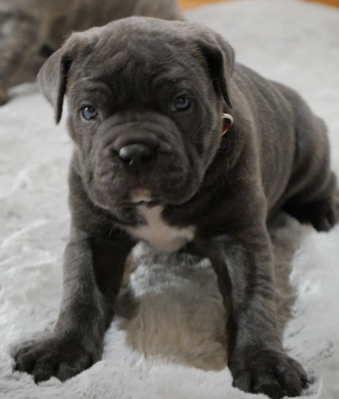 Des Montagnes Ardèchoise - Chiots disponibles - Cane Corso