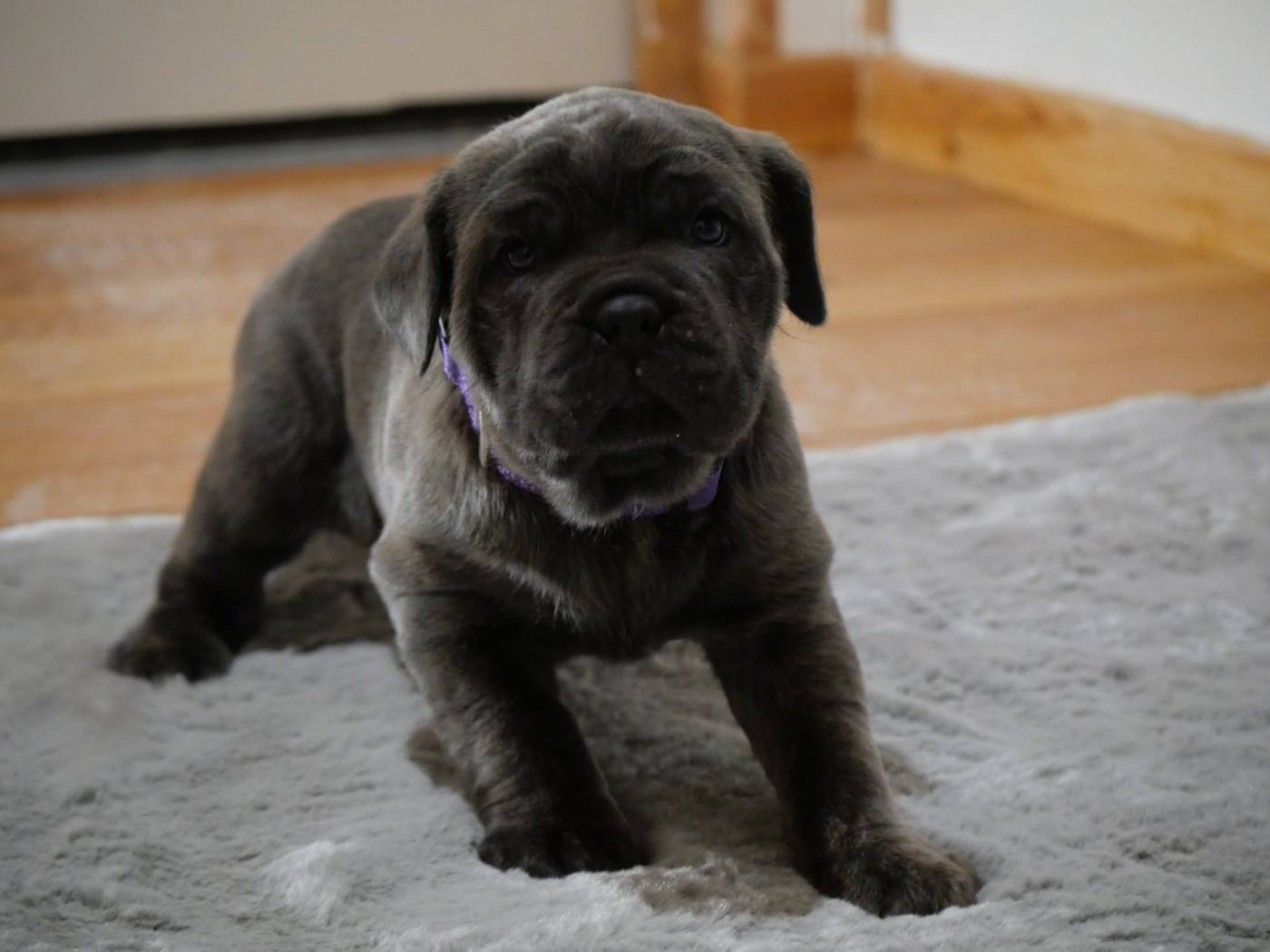 Des Montagnes Ardèchoise - Chiots disponibles - Cane Corso