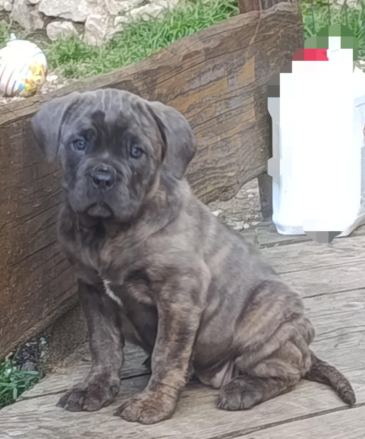 Des Montagnes Ardèchoise - Chiots disponibles - Cane Corso