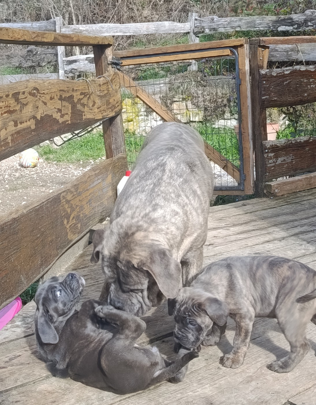 Chiot Cane Corso Des Montagnes Ardèchoise