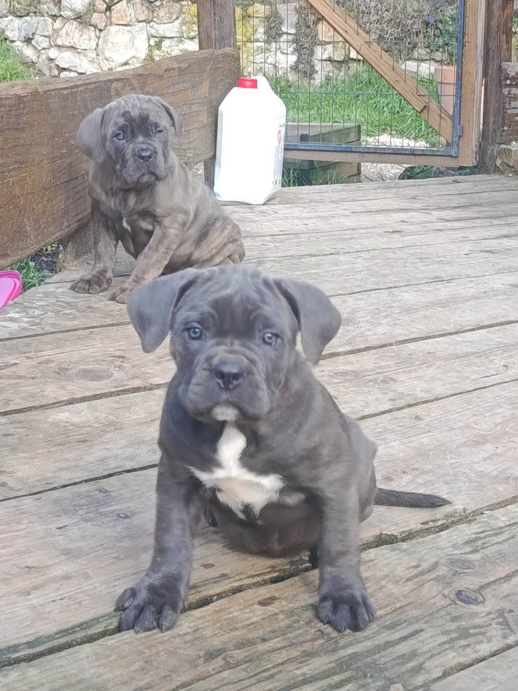 Des Montagnes Ardèchoise - Chiots disponibles - Cane Corso