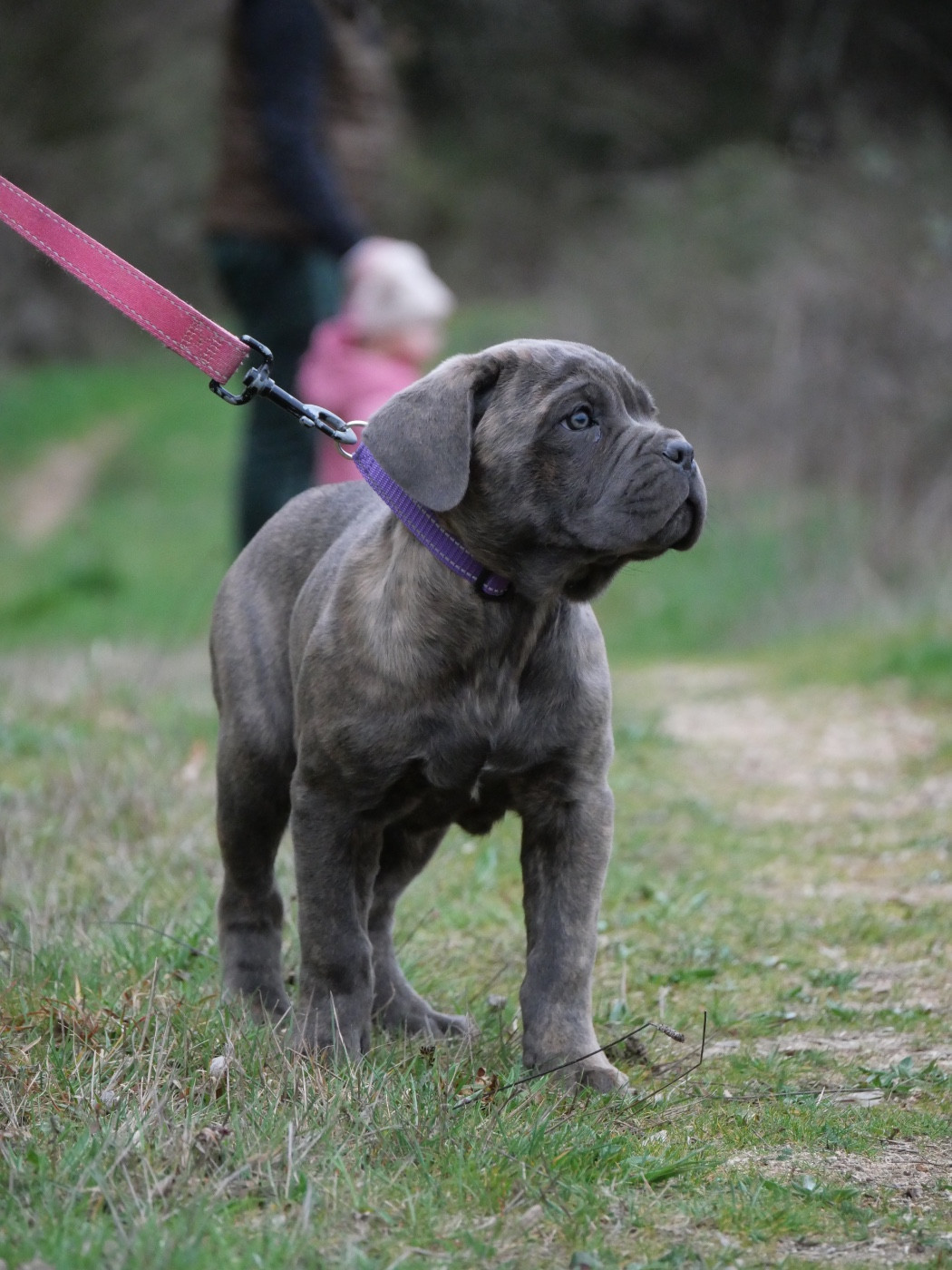 Des Montagnes Ardèchoise - Chiots disponibles - Cane Corso