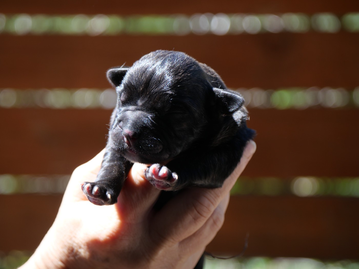 Des Montagnes Ardèchoise - Chiots disponibles - Cane Corso