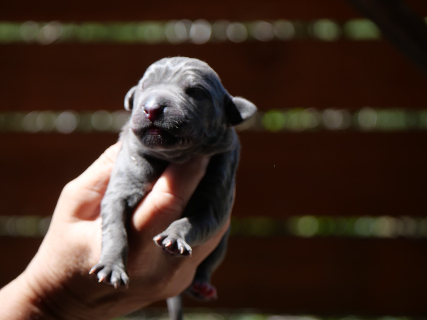 Des Montagnes Ardèchoise - Chiots disponibles - Cane Corso