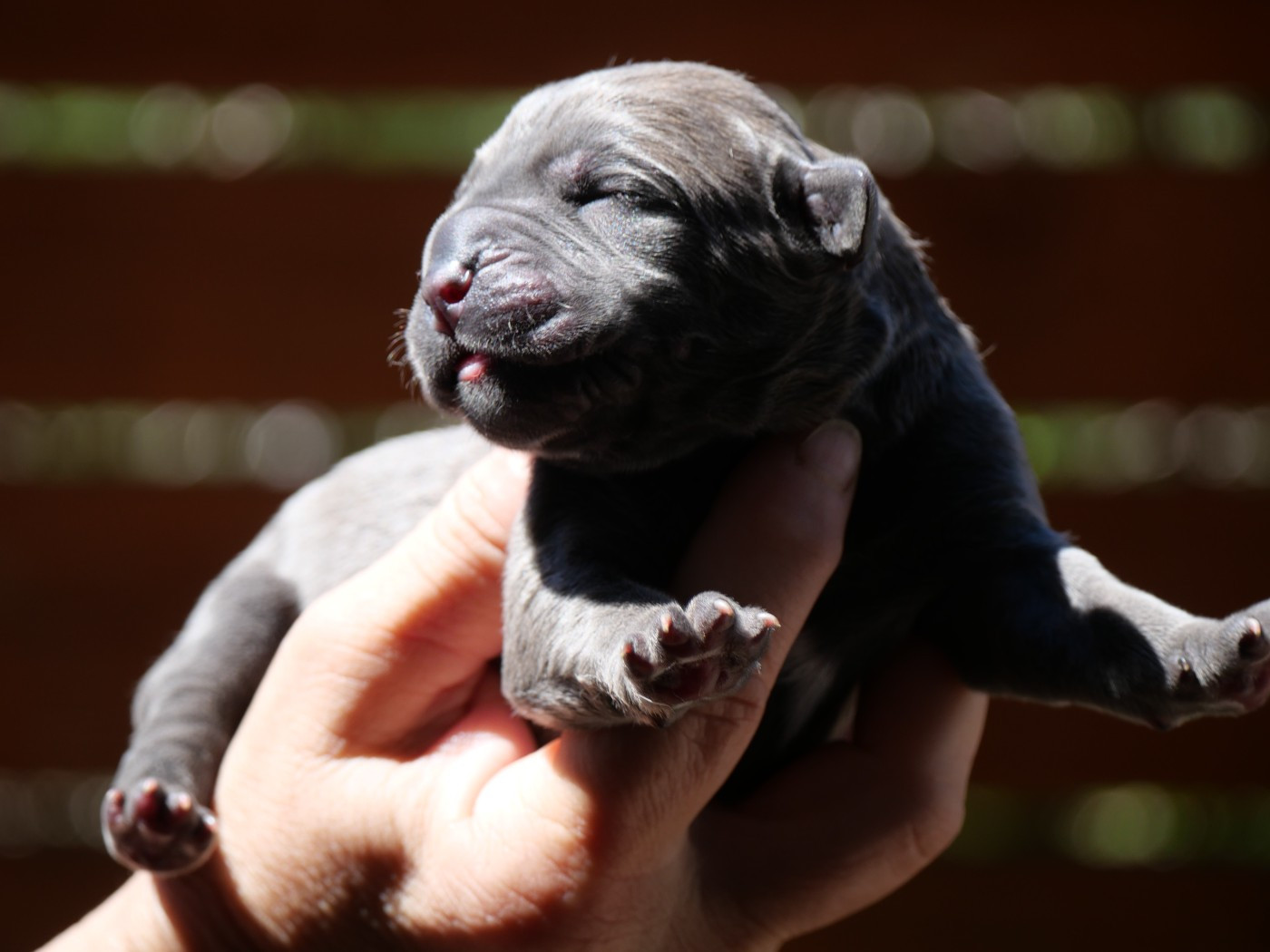 Des Montagnes Ardèchoise - Chiots disponibles - Cane Corso