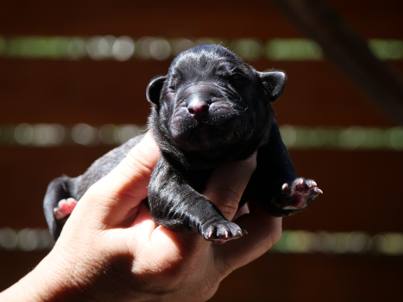 Des Montagnes Ardèchoise - Chiots disponibles - Cane Corso