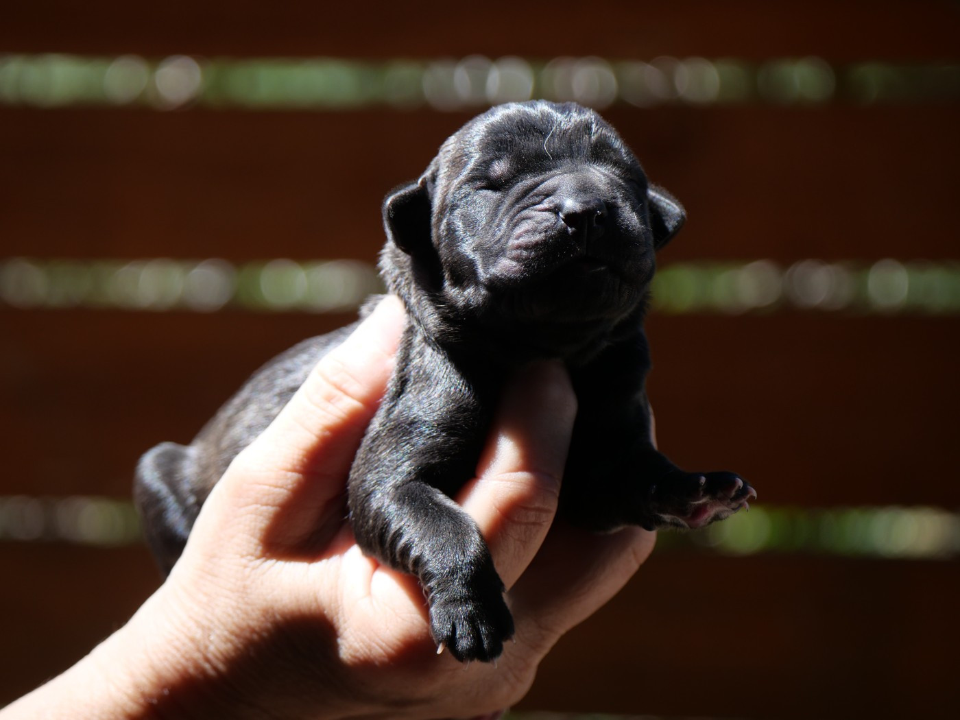Des Montagnes Ardèchoise - Chiots disponibles - Cane Corso