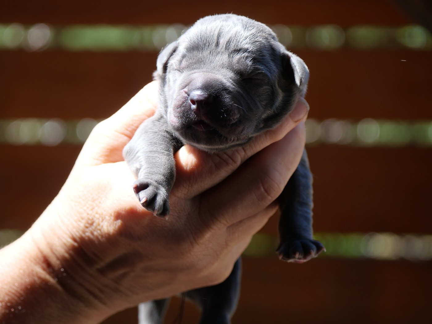 Des Montagnes Ardèchoise - Chiots disponibles - Cane Corso