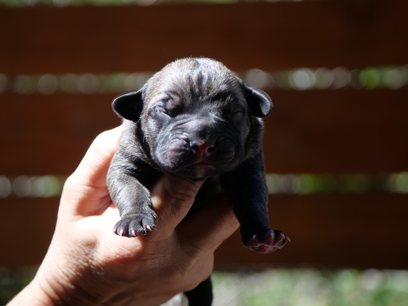 Des Montagnes Ardèchoise - Chiots disponibles - Cane Corso