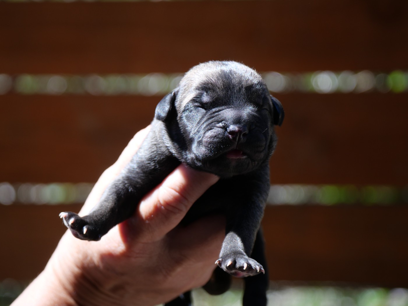 Des Montagnes Ardèchoise - Chiots disponibles - Cane Corso