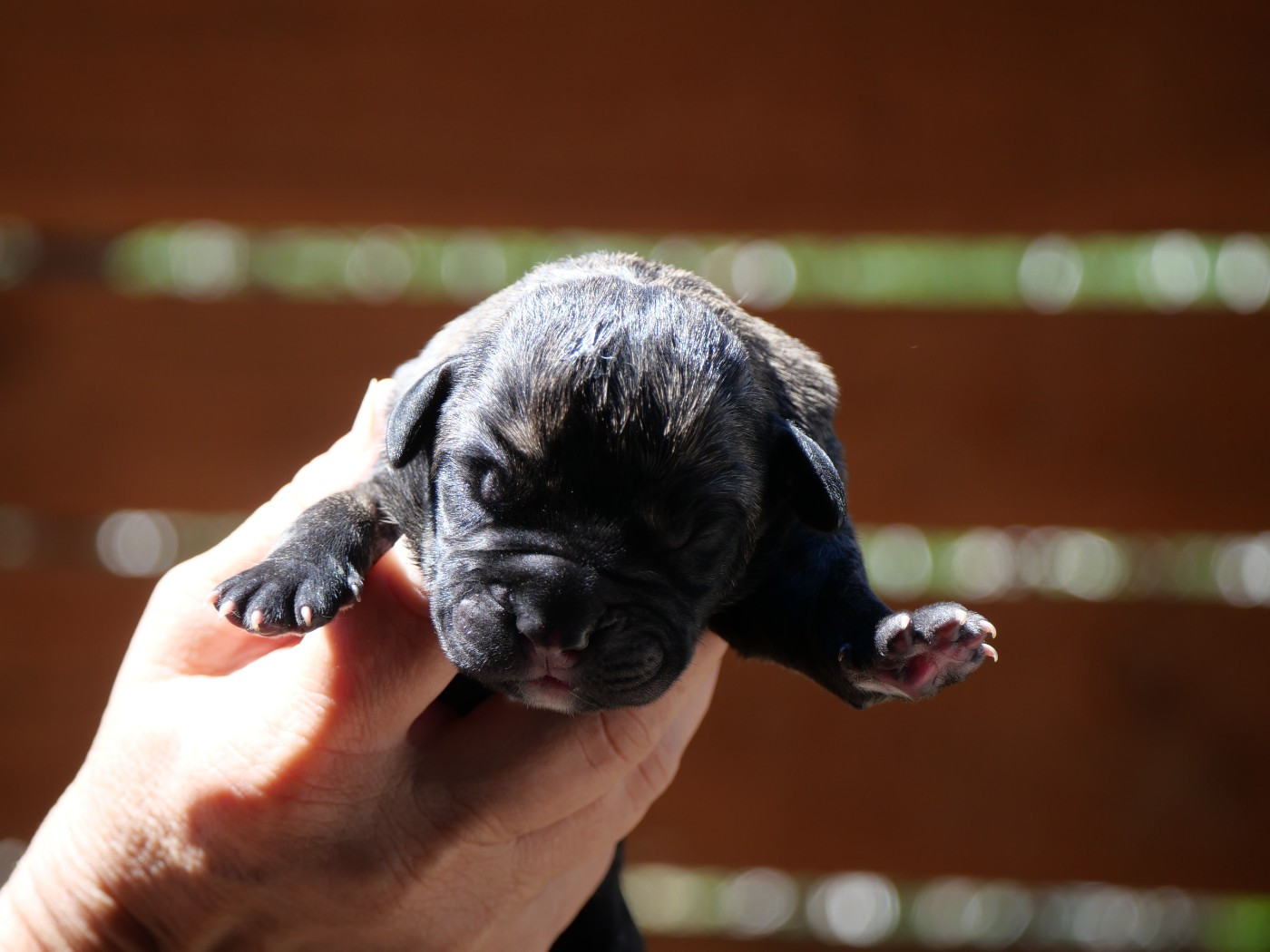 Des Montagnes Ardèchoise - Chiots disponibles - Cane Corso