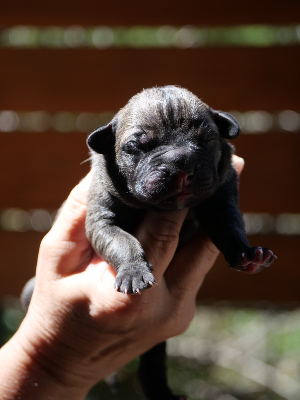 Des Montagnes Ardèchoise - Chiots disponibles - Cane Corso