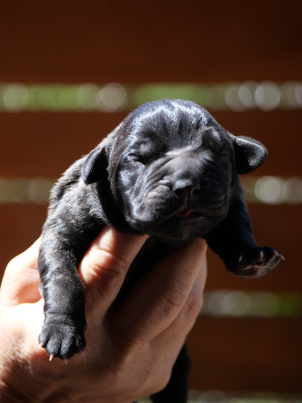 Des Montagnes Ardèchoise - Chiots disponibles - Cane Corso