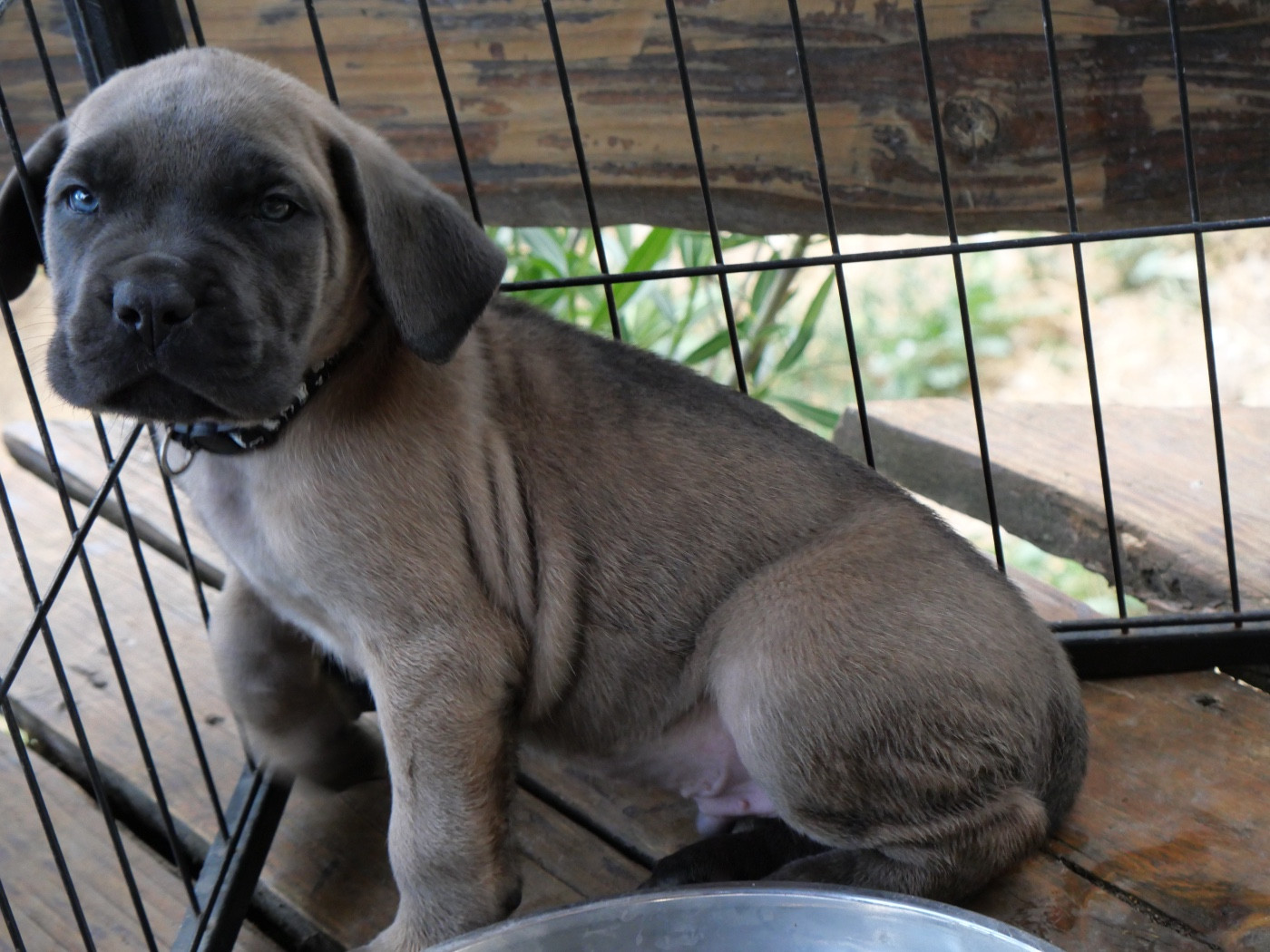 Des Montagnes Ardèchoise - Chiots disponibles - Cane Corso