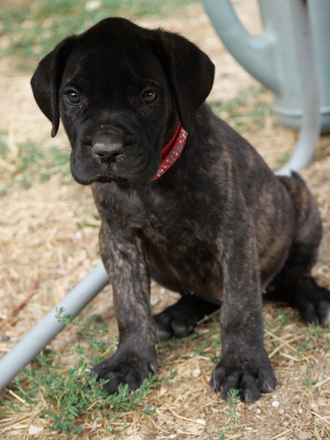Des Montagnes Ardèchoise - Chiots disponibles - Cane Corso