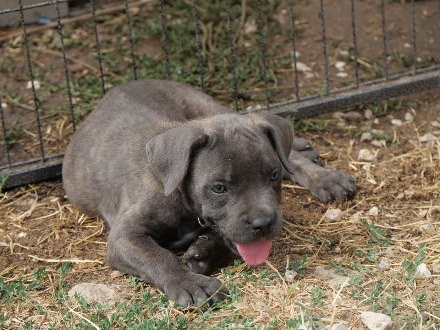 Des Montagnes Ardèchoise - Chiots disponibles - Cane Corso