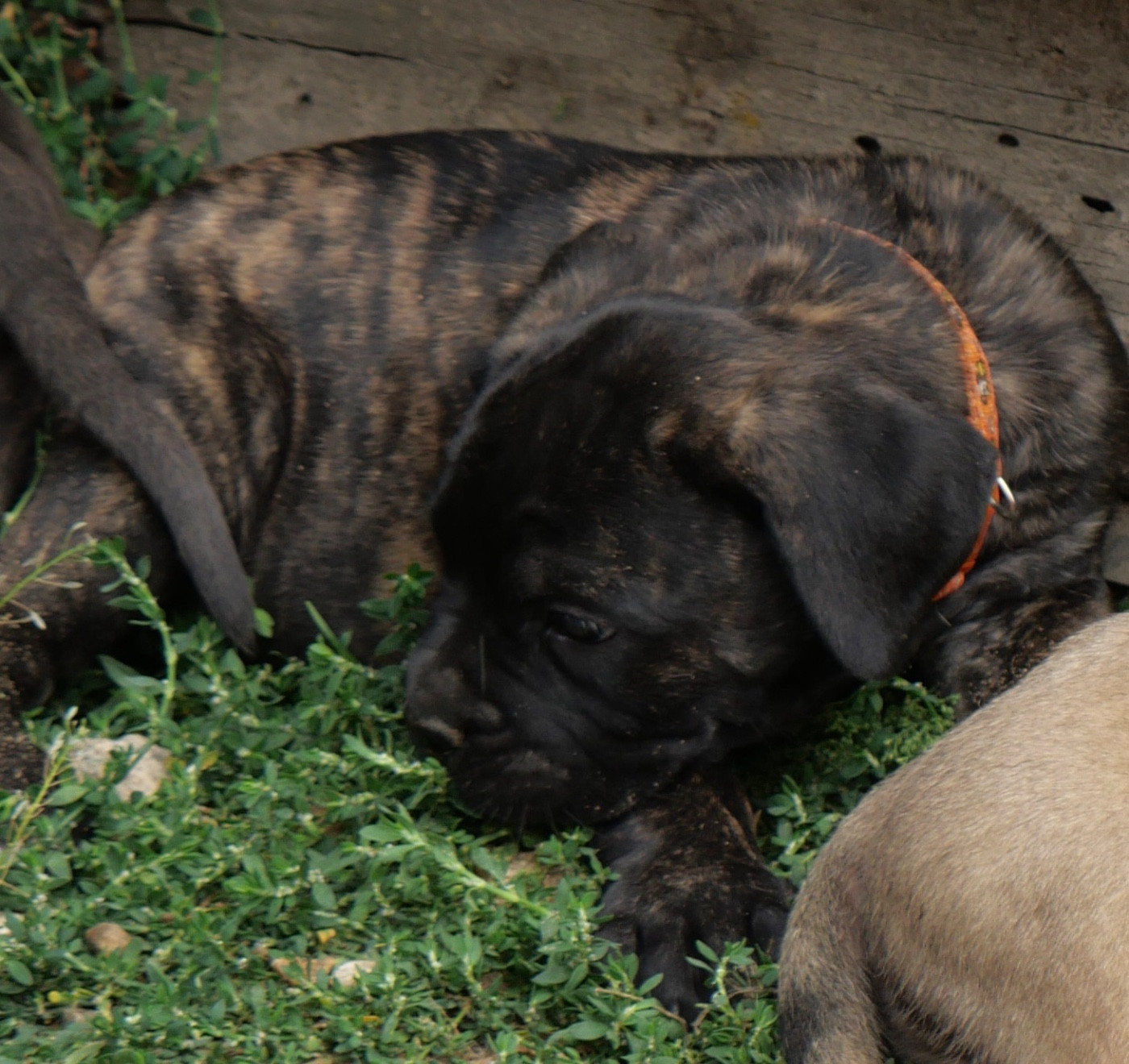 Des Montagnes Ardèchoise - Chiots disponibles - Cane Corso