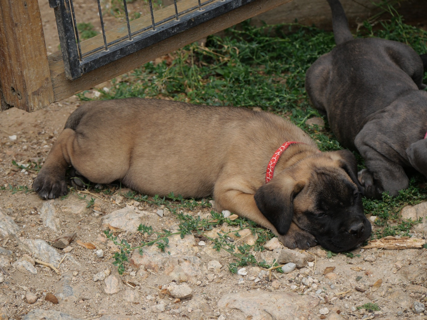 Des Montagnes Ardèchoise - Chiots disponibles - Cane Corso