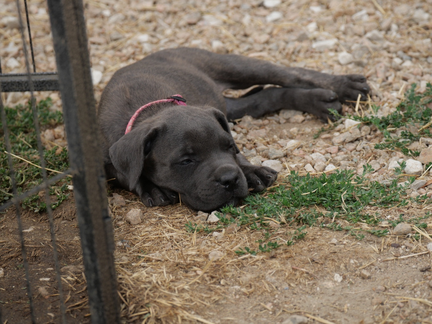 Des Montagnes Ardèchoise - Chiots disponibles - Cane Corso